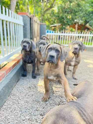 Cane corso disponíveis