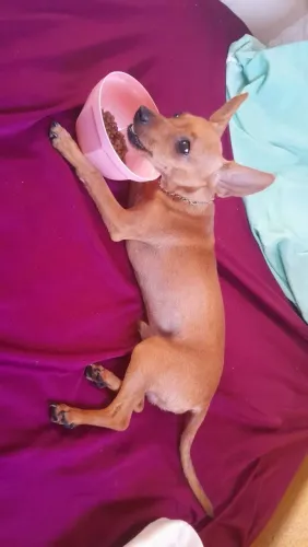 Vende-se pincher macho 