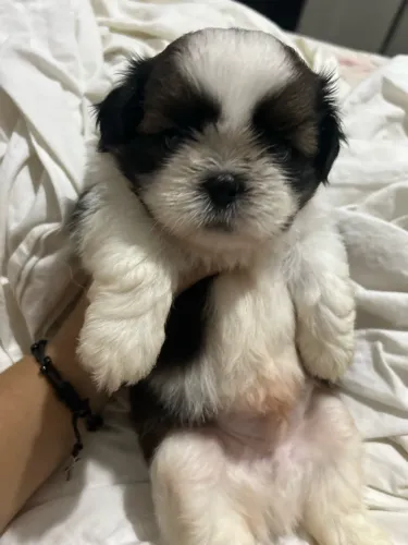 Shih tzu macho