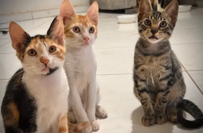 Doação de gatos 