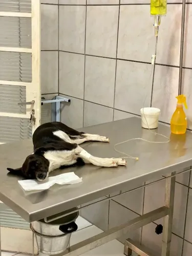 Mesa Cirúrgica Veterinária em Inox Completa com Regulagem de Altura + Calha
