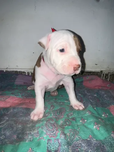 FILHOTES DE AMSTAFF