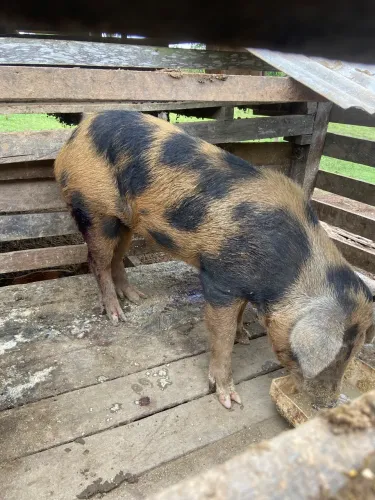 Porco Pial