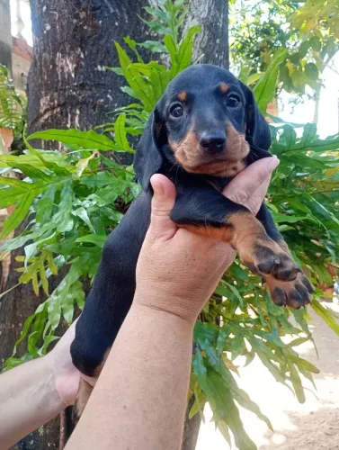 Filhotes de dachshund / salsicha. 