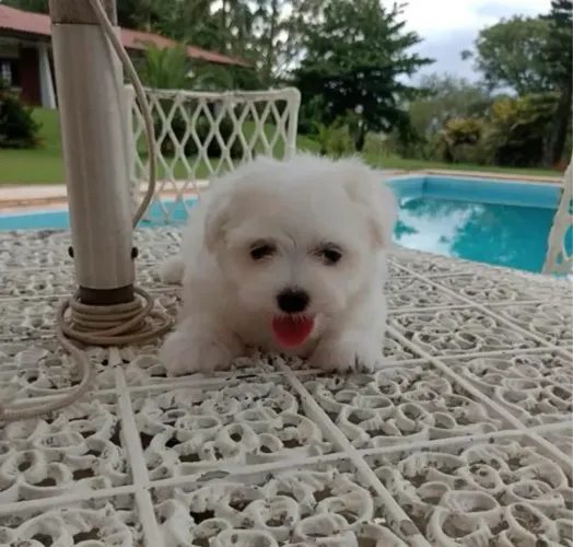 Maltês carinho no olhar -!