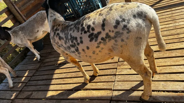 Vendo Carneiro dorper