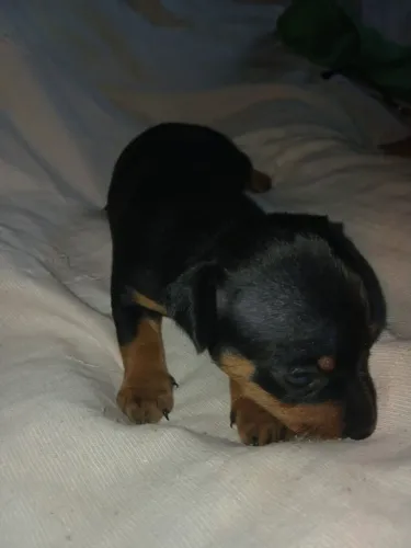 Vendo Pinscher *