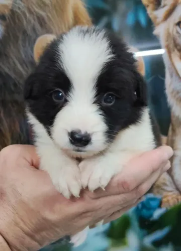 Border Collie Fêmea Preta e branca com Pedigree e Microchip 