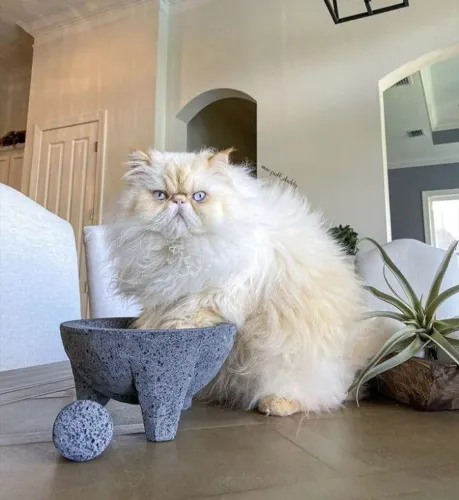 Casal de gato persa 