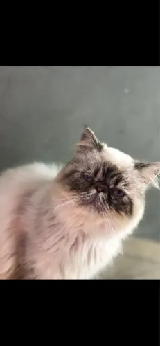 Vendo gato 