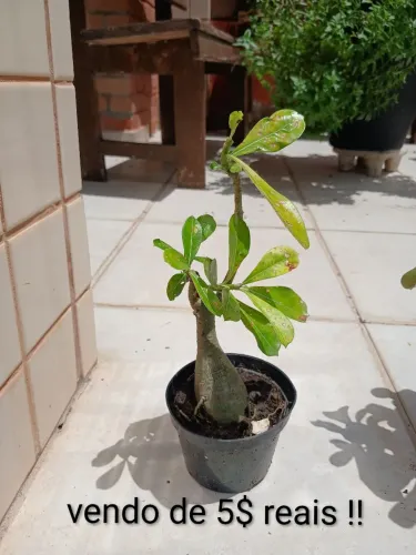 Plantas do deserto