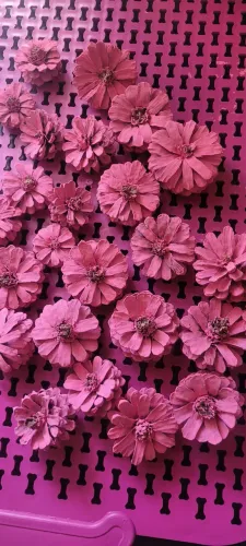 Flores de pinha naturais pintadas na cor rosa