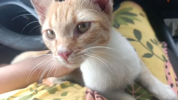 Gatinho laranja ?