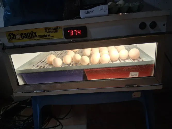 Vendo chocadeira automatica 120 ovos 220V