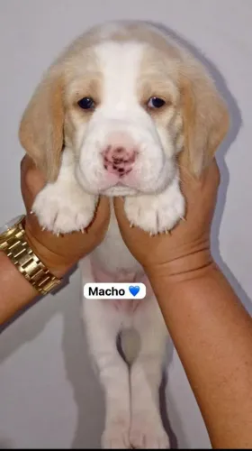CACHORRO MACHO BEAGLE 