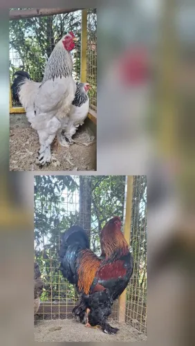 Ovos galados de galinha brahma light e galinha brahma perdiz