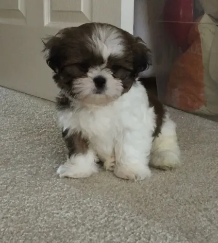 Filhotes de Shih Tzu | Um filhote cheio de charme e carinho.