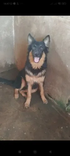 Pastor alemão 