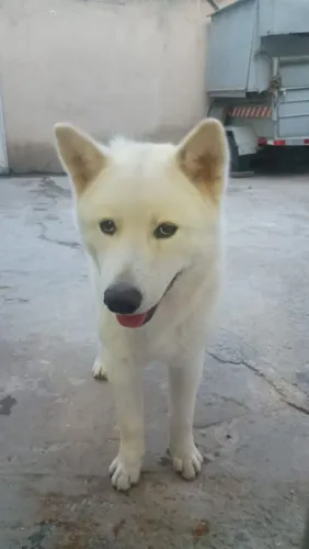 Vendo ou troco Akita 8 meses vacinado em um casal de pincher ou American Bully fêmea