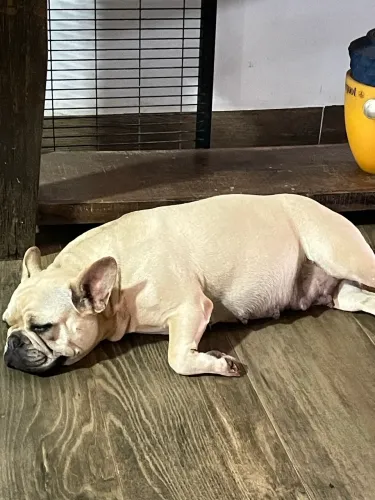 Buldogue francês