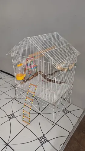 Vendo Gaiola pra calopisita