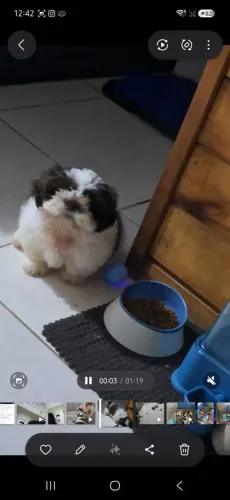 Vendo shitzu machinho 4 meses