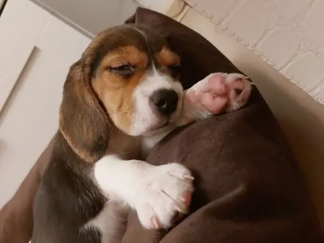 Beagle Seu próximo melhor momento pode estar aqui