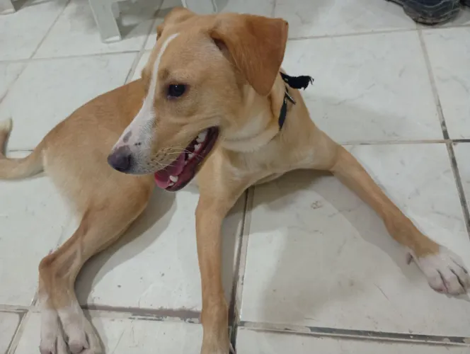 Cachorra para adoção 