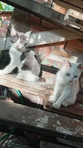 Adote um gatinho 