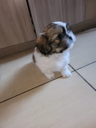 Shihtzu macho