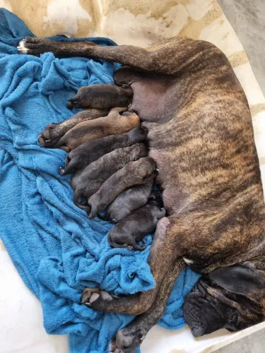 Fila Brasileiro