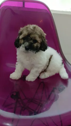 Vende se filhote de shiatsu esta com 4 meses