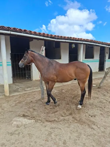 Cavalo de Esteira 