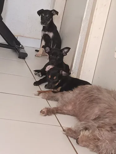 3 Cadelas para doação