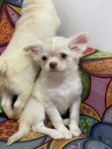 Chihuahua alto padrão! Filhotes para Venda! 