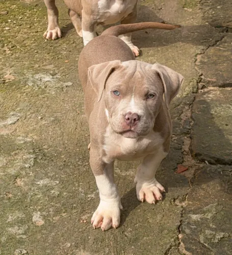 Filhote macho Pit monster 