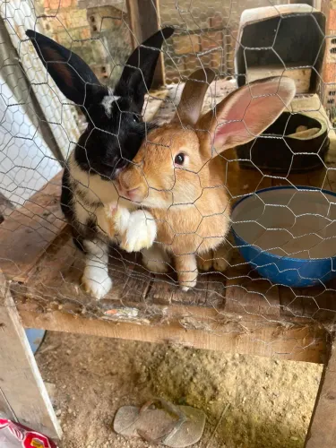 Vende se casal de coelhos adultos