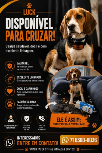 Disponível para Cruzamento - Beagle com Excelente Genética