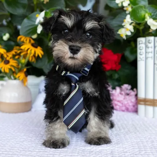 Schnauzer Miniatura: Inteligência acima da média e uma lealdade sem fim 