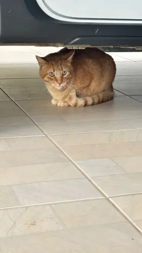 Gato