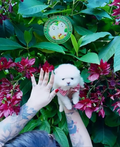 Princesa Lulu da Pomerânia Anã Alto Padrão Promoção imperdível 