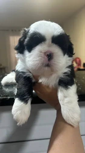 Filhote de shihtzu