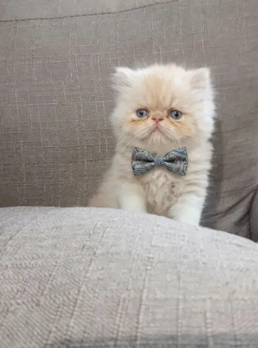 Filhote gato PERSA disponível 