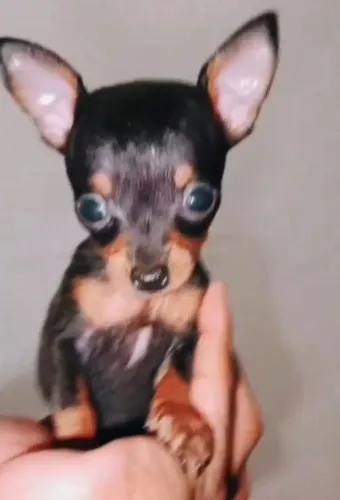 Pincher 0