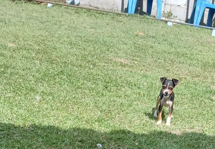 Vende se filhote de pincher 01
