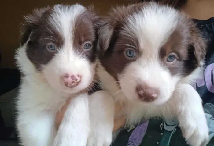 Filhote Border Collie, Quem precisa de um despertador quando se tem um filhote?