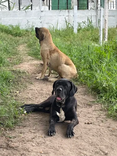 Filhotes de Fila Brasileiro