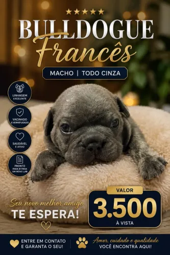Buldogue Francês