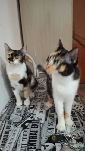 Gatas 1 ano para adoção responsavel
