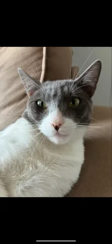 Doação de gatinhos